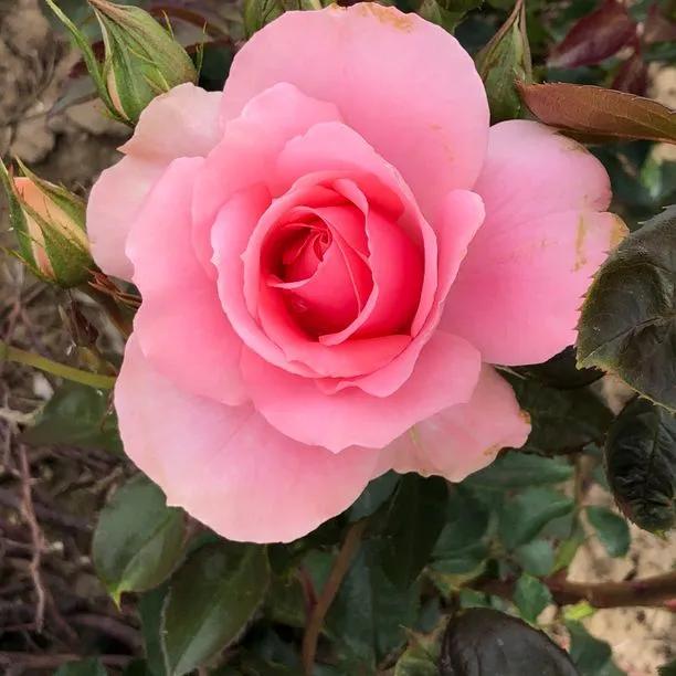 You're Beautiful Floribunda Rose (Rosa You're Beautiful) 1